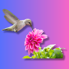 Collection image for: Birds