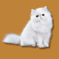 Collection image for: Cat Supplies