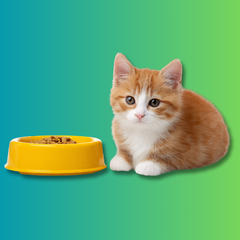Collection image for: Cat Food