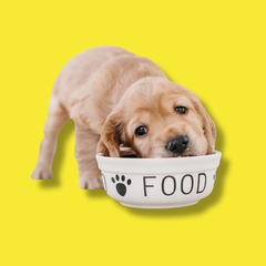 Collection image for: Dog Food