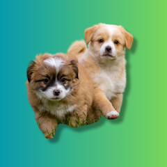 Collection image for: Dog Supplies