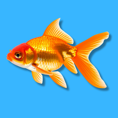 Collection image for: Fish & Aquatic Pets