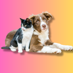 Collection image for: Pet