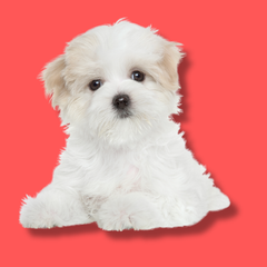 Collection image for: Pet Supplies