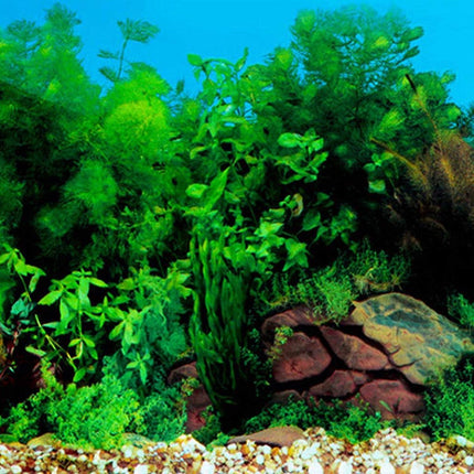 Aquarium Background Sticker 15.7 x 40 Inch PVC Fish Tank Seaweed Plant Wallpaper