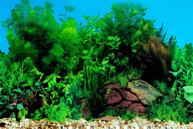 Aquarium Background Sticker 15.7 x 40 Inch PVC Fish Tank Seaweed Plant Wallpaper