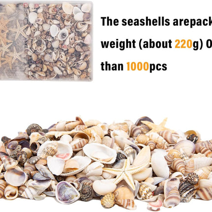 1000 Mini Natural Seashells and 15 Starfish for Crafts DIY Beach Wedding Decor