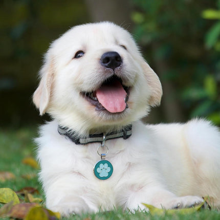 Personalized QR Code Pet Tag – Dog & Cat Collar ID with Scanned Location Alerts
