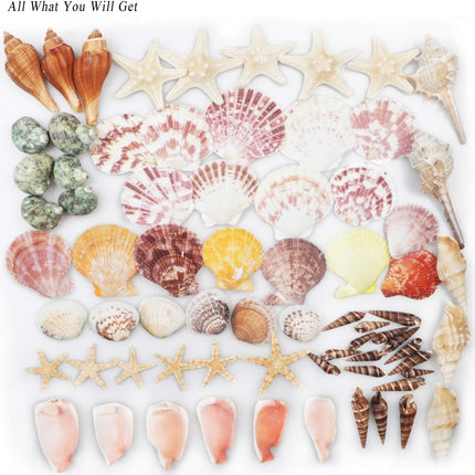 70+ Natural Mixed Seashells 3-9cm Beach Decor with Starfish for Crafts and Vase Fillers