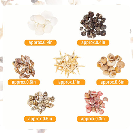1000 Mini Natural Seashells and 15 Starfish for Crafts DIY Beach Wedding Decor