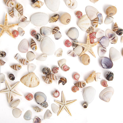 1000 Mini Natural Seashells and 15 Starfish for Crafts DIY Beach Wedding Decor