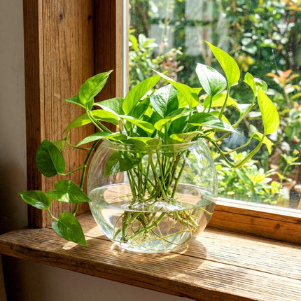 0.5 Gallon Clear Plastic Fish Bowl, Round PET Desktop Aquarium for Plants and Décor