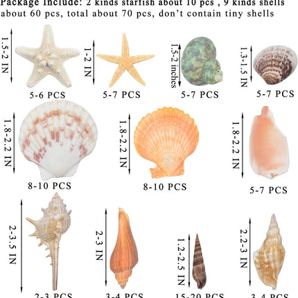 70+ Natural Mixed Seashells 3-9cm Beach Decor with Starfish for Crafts and Vase Fillers