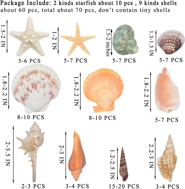 70+ Natural Mixed Seashells 3-9cm Beach Decor with Starfish for Crafts and Vase Fillers