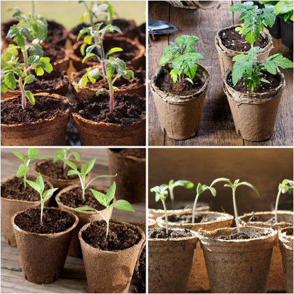 60 Pcs Peat Pots 3.15 Inch – Seed Starting Pots with Drainage & Bonus 20 Plant Labels