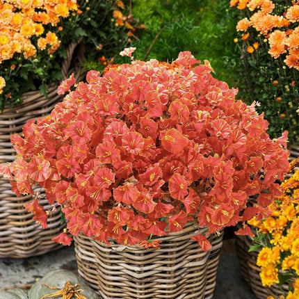 Artificial Fall Mums & Eucalyptus Bundles – UV-Resistant Orange Faux Flowers for Porch & Patio