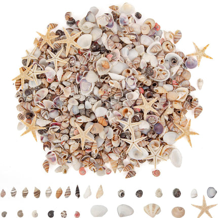 1000 Mini Natural Seashells and 15 Starfish for Crafts DIY Beach Wedding Decor