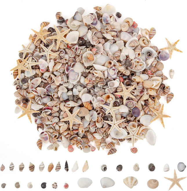 1000 Mini Natural Seashells and 15 Starfish for Crafts DIY Beach Wedding Decor