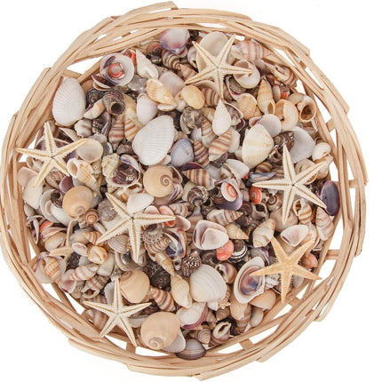 1000 Mini Natural Seashells and 15 Starfish for Crafts DIY Beach Wedding Decor