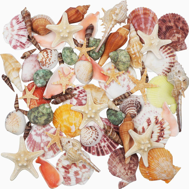 70+ Natural Mixed Seashells 3-9cm Beach Decor with Starfish for Crafts and Vase Fillers