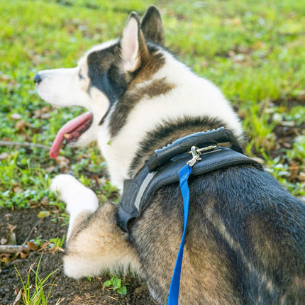 20ft Dog/Puppy Training Leash – Obedience, Recall, Agility, Black