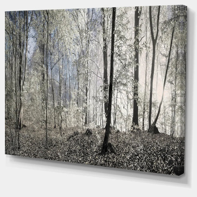 Dark Morning in Forest Panorama Large Canvas Art Print Multi Color Wall Art