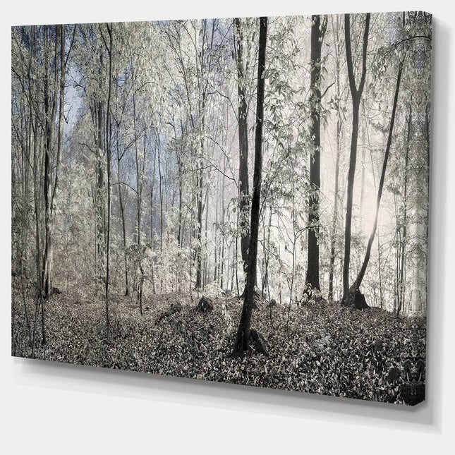 Dark Morning in Forest Panorama Large Canvas Wall Art, 20 x 12 Inch Landscape Print